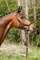 Bridle Tokio brown/brass FULL